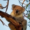 Koala - Phascolarctos cinereus o2932